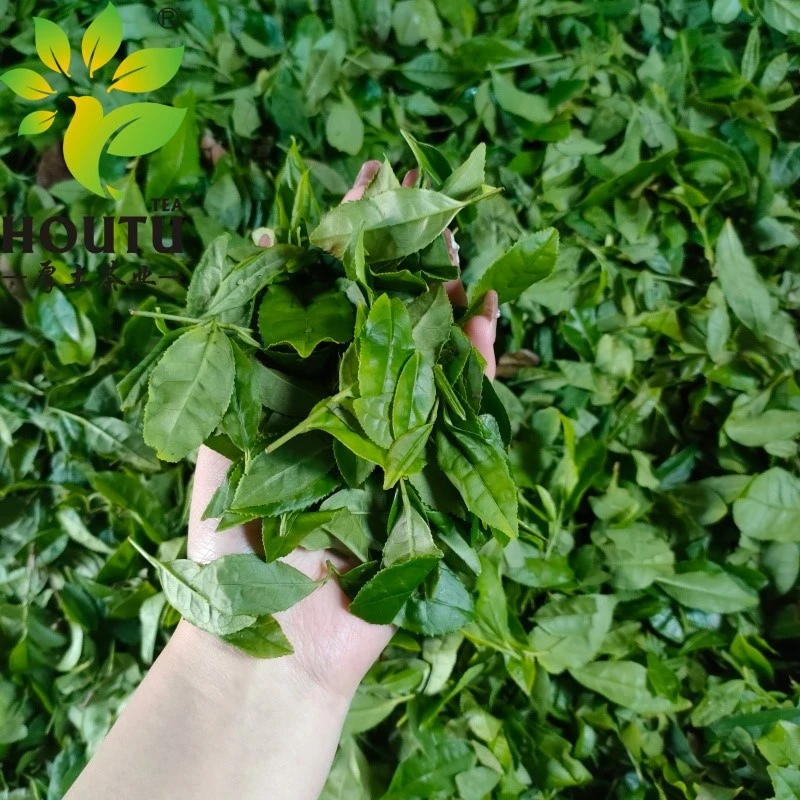 fresh tea leaves fresh tea leaves
